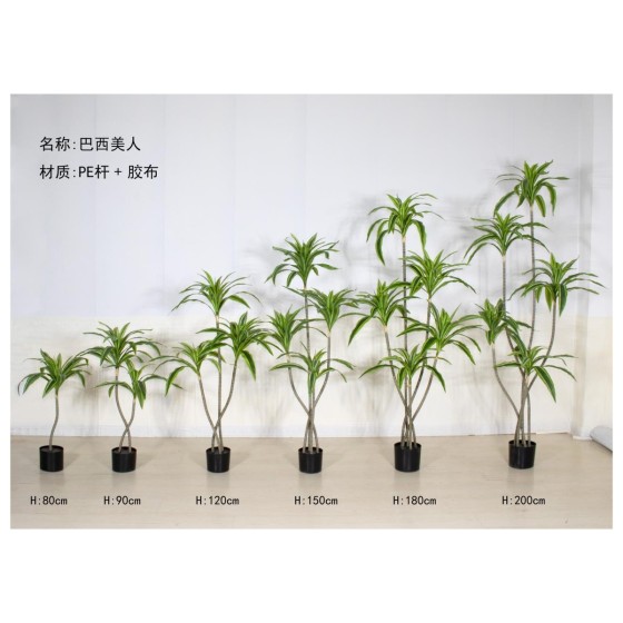 巴西美人A 90cm