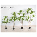 巴西美人B（朱蕉杆） 150cm
