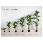 巴西木A（黄芯黄绿杆） 120cm4杆