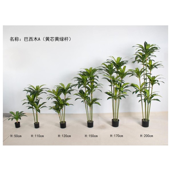 巴西木A（黄芯黄绿杆） 150cm5杆