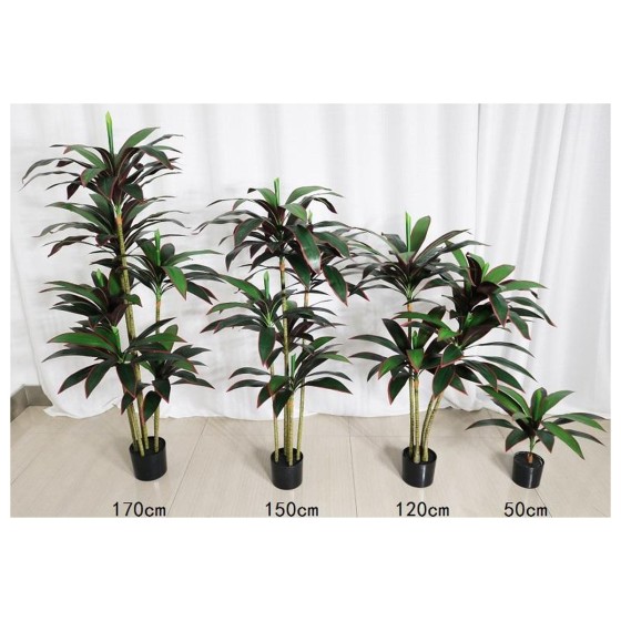 巴西木B（红边黄绿杆） 150cm5杆