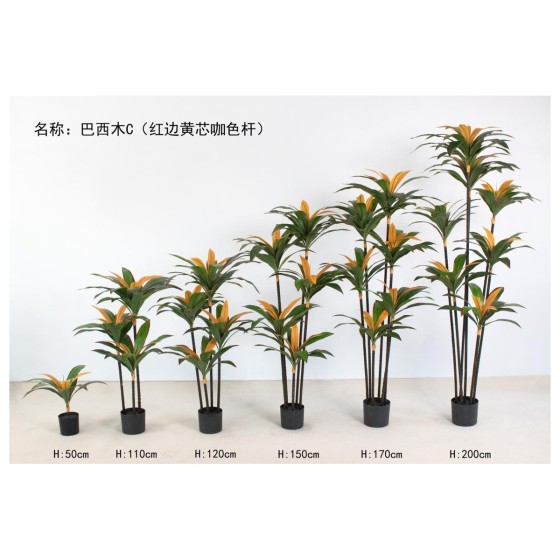 巴西木C（红边黄芯咖色杆） 170cm6杆