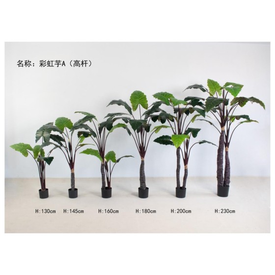 彩虹芋A(高杆) 130cm双杆