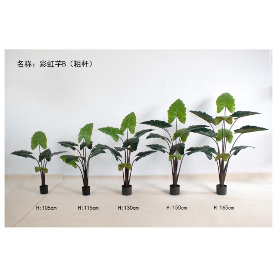 彩虹芋B（粗杆） 150cm