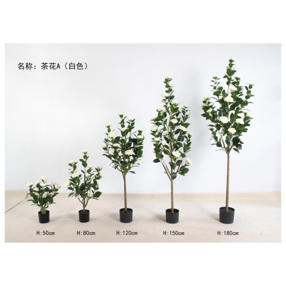 茶花A（白色） 160cm