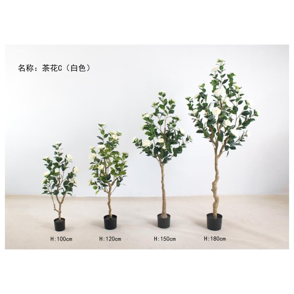 茶花C(白色) 100cm