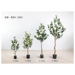 茶花C(白色) 150cm