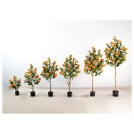 茶花F（日落黄） 130cm