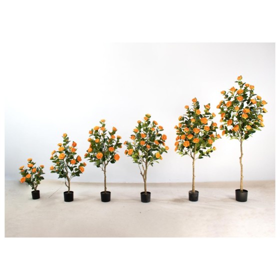 茶花F（日落黄） 150cm
