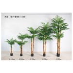粗杆葵树B（小叶） 120cm单