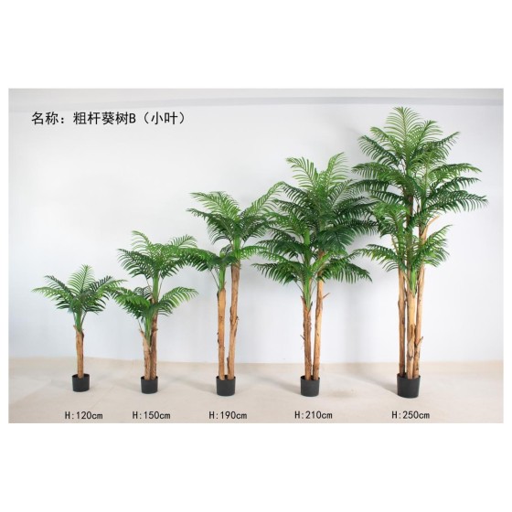 粗杆葵树B（小叶） 250cm4杆