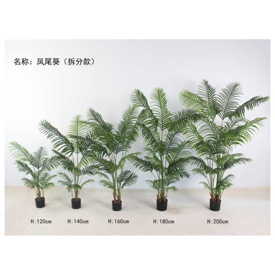 凤尾葵(拆分款） 120cm