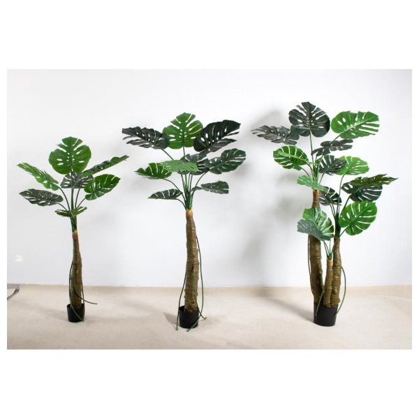 龟背H(彩虹芋杆) 200CM