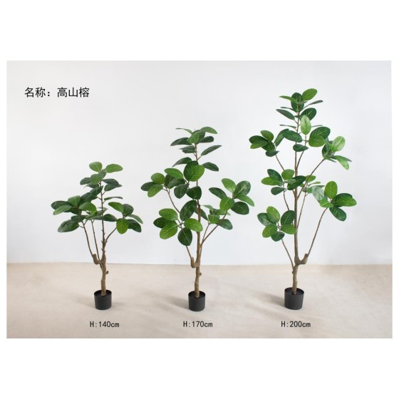 高山榕 170cm6头