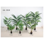 贵妃葵 80cm