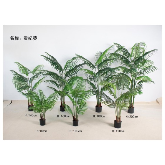 贵妃葵 160cm