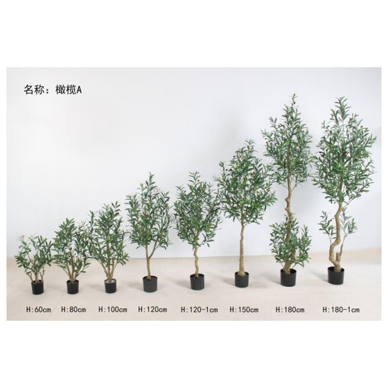 橄榄A 60cm