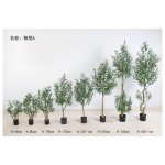 橄榄A 120cm