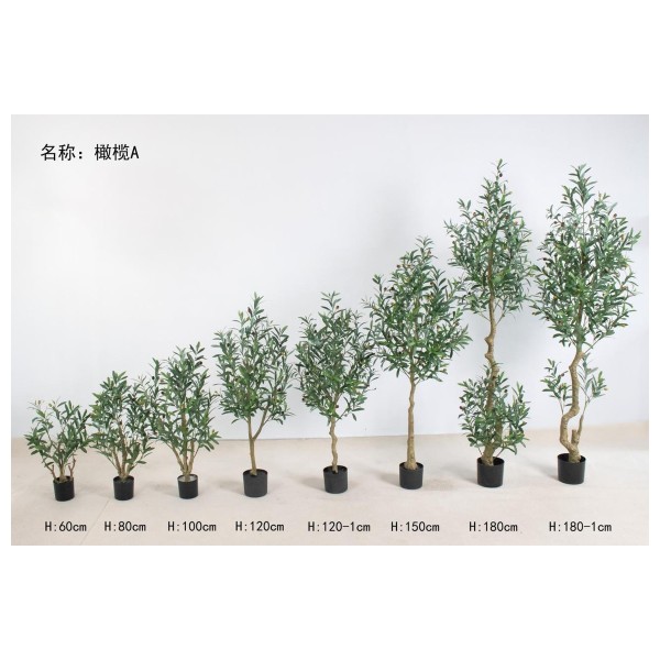 橄榄A 180cm