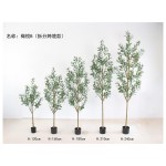 橄榄B(拆分跨境款) 120
