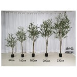 橄榄C（拆分款） 180cn