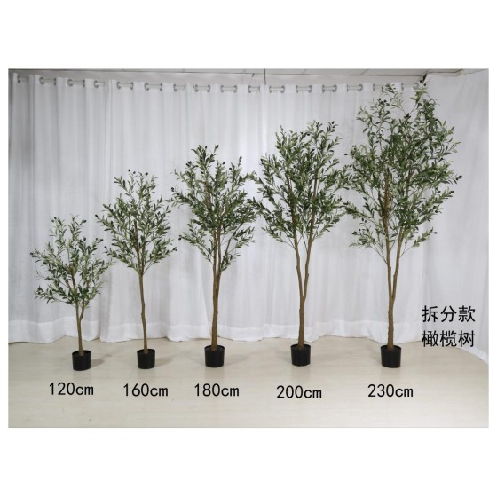 橄榄C（拆分款） 180cn