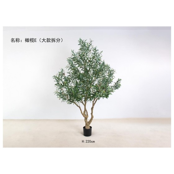 橄榄E(大款拆分) 220cm 冠幅1.6- 1.8m