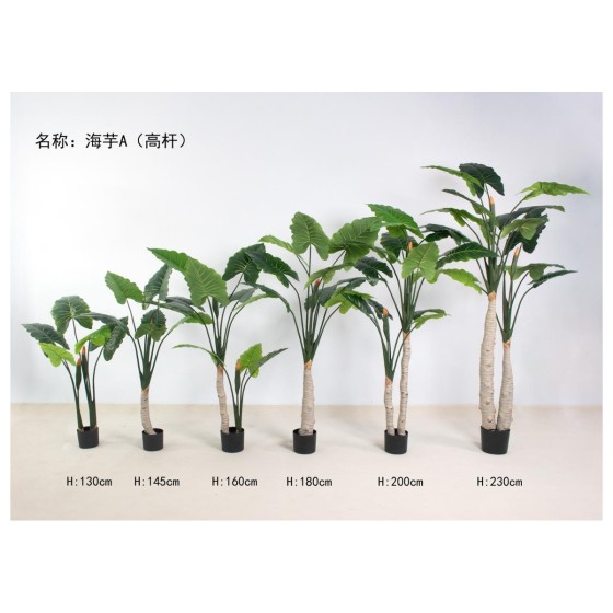 海芋A（高杆） 230双杆
