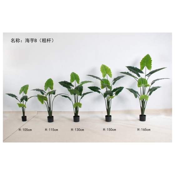 海芋B（粗杆） 105cm