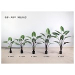 海芋C（绿色白边） 105CM