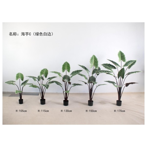 海芋C（绿色白边） 105CM
