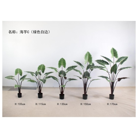海芋C（绿色白边） 170cm