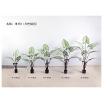 海芋D（白色绿边） 130cm