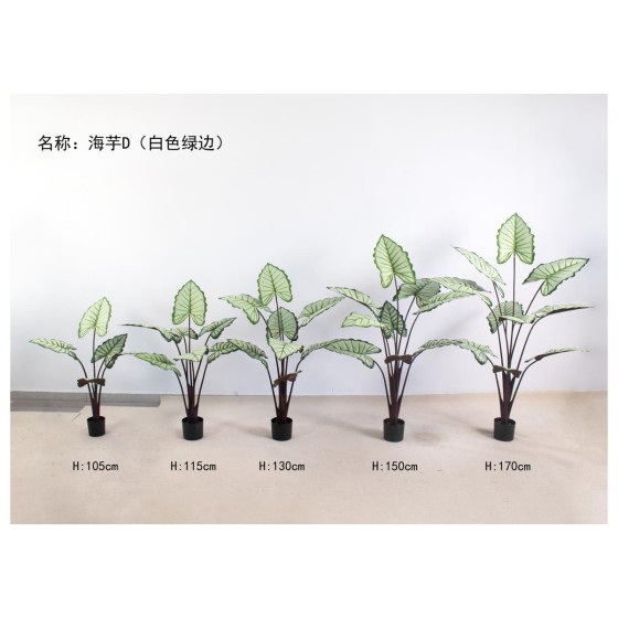 海芋D（白色绿边） 170cm