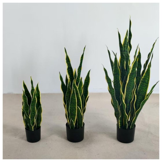 虎皮兰 55CM
