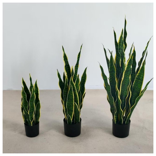 虎皮兰 55CM