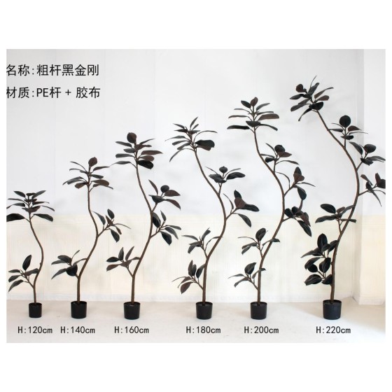 黑金刚（粗杆黑叶） 200cm