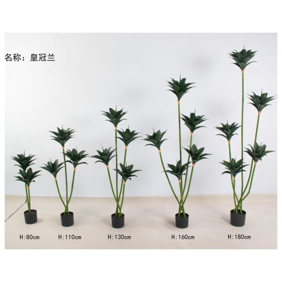 皇冠兰 80cm