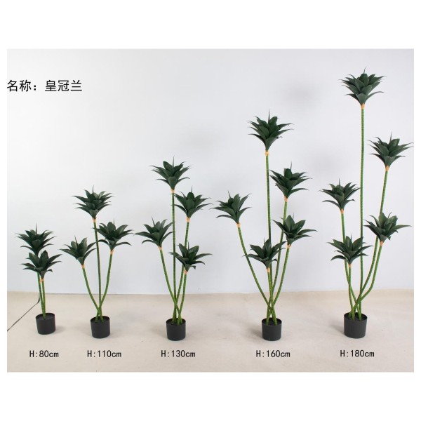 皇冠兰 80cm