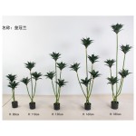 皇冠兰 160cm