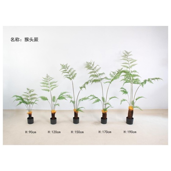 猴头厥 170cm