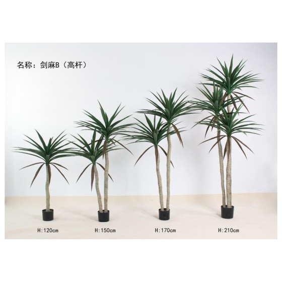 剑麻B(高杆) 210三杆