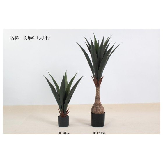 剑麻C（大叶） 120cm