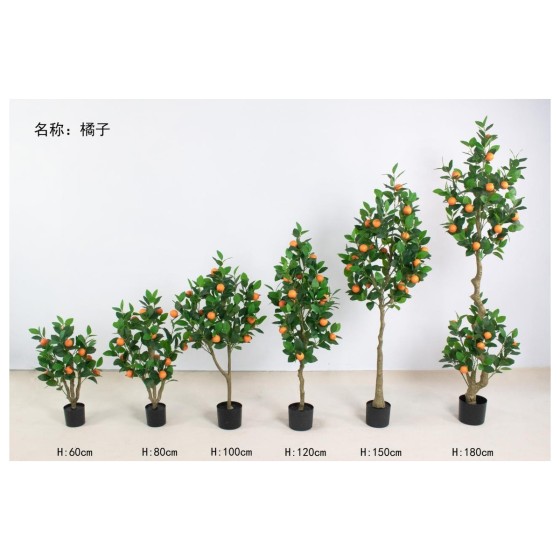 橘子 60