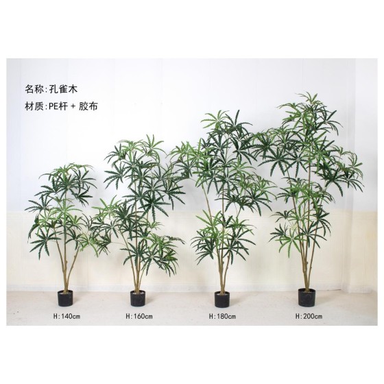 孔雀木（拆分款） 160cm