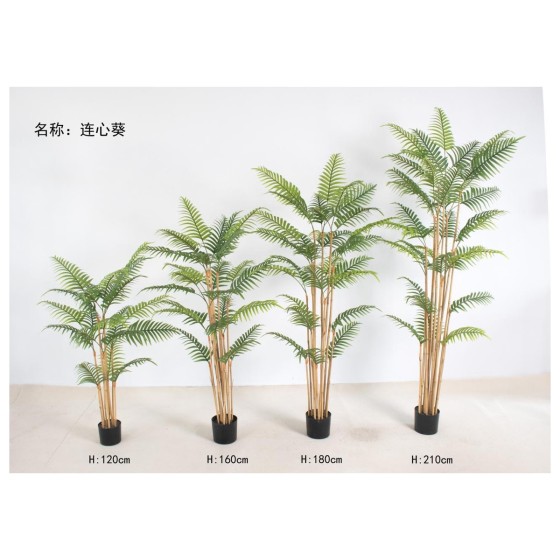 连心葵 160cm