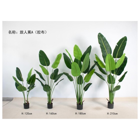 旅人蕉A（胶布） 180cm
