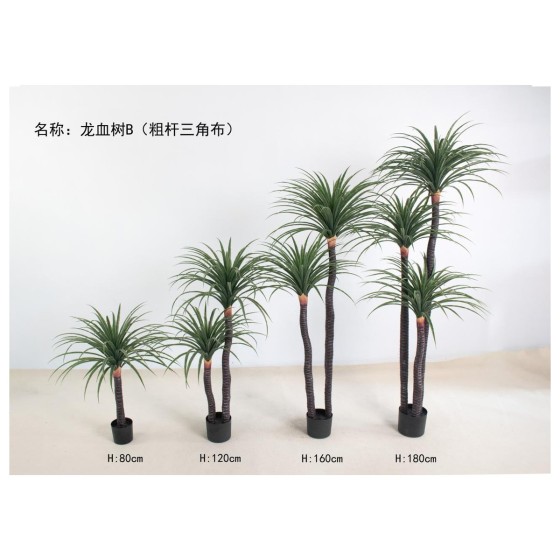 龙血树B（粗杆三角布） 180cm三杆
