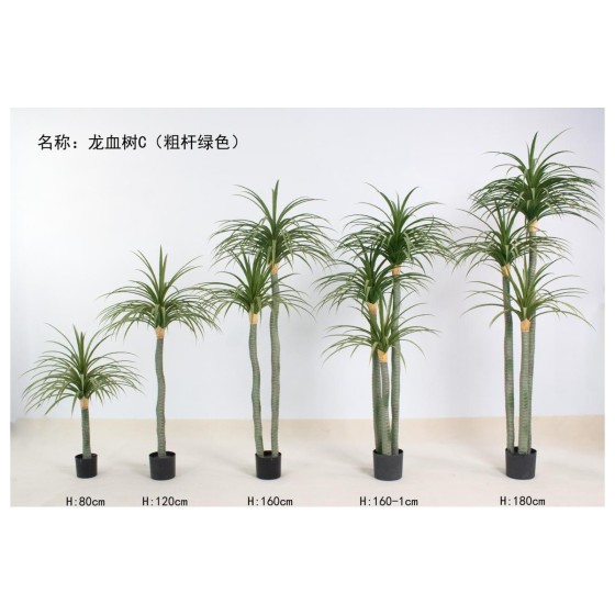 龙血树C（粗杆绿色） 80cm单杆