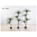 龙血树D 110cm2头